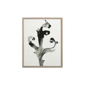 Galleri - Delphinium
